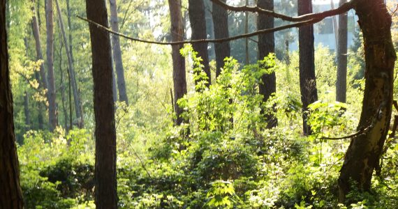 Foto eines Walds